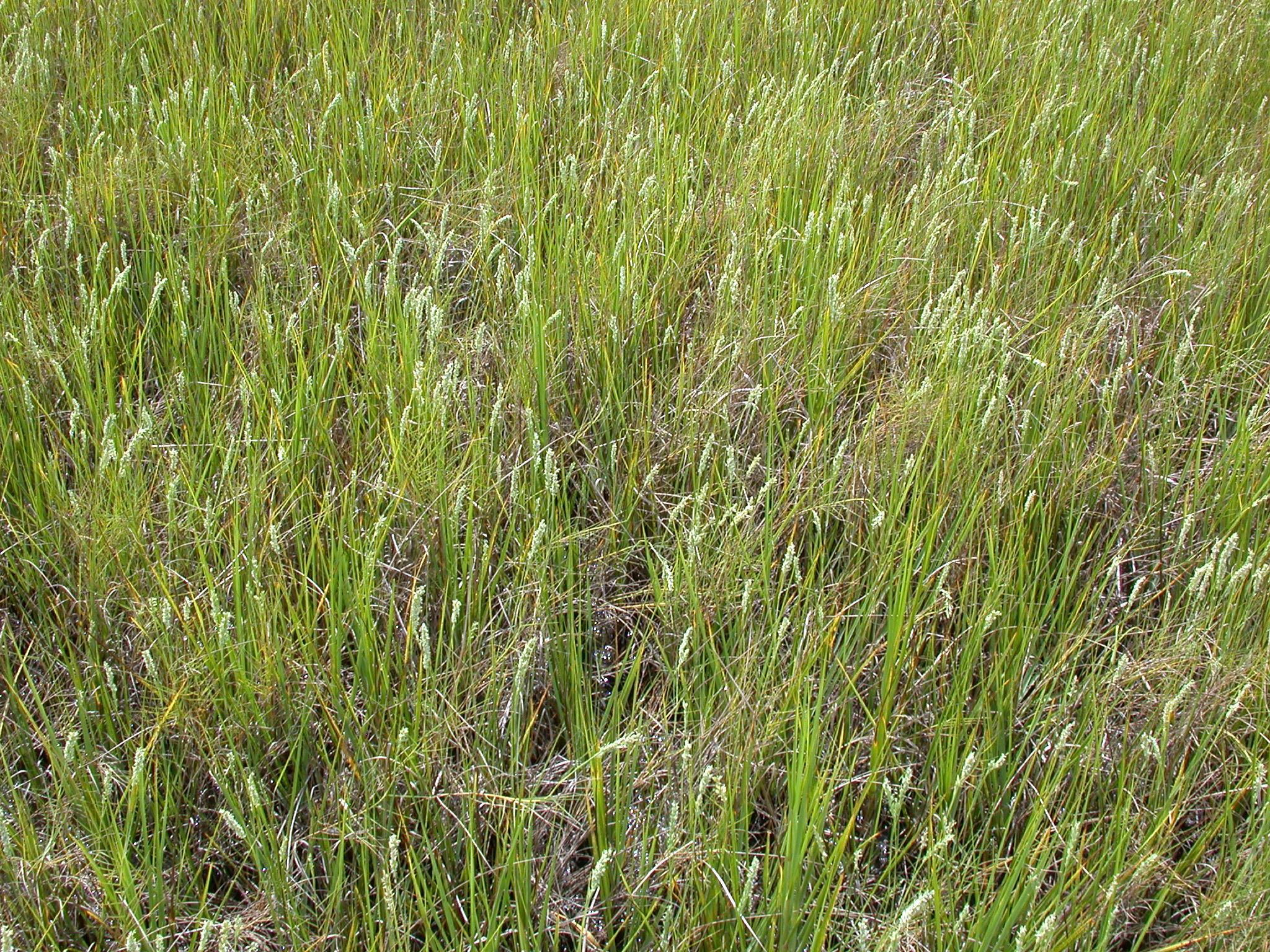 Get to Know Coastal Wetlands NC DEQ